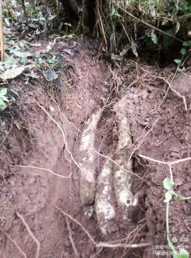 河南野生山药